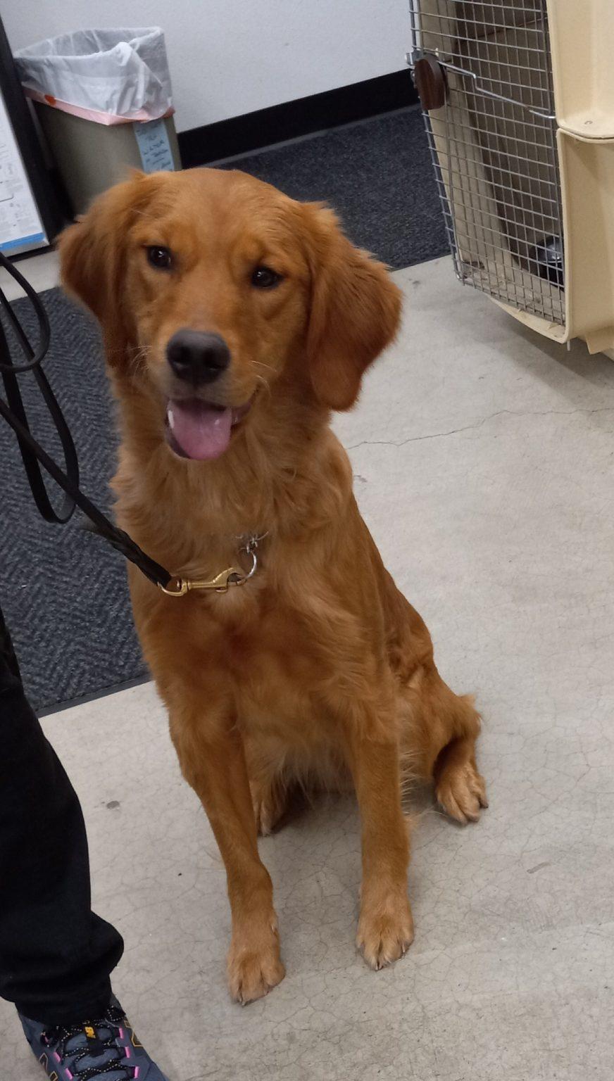 RockIt Swansun Golden Retrievers